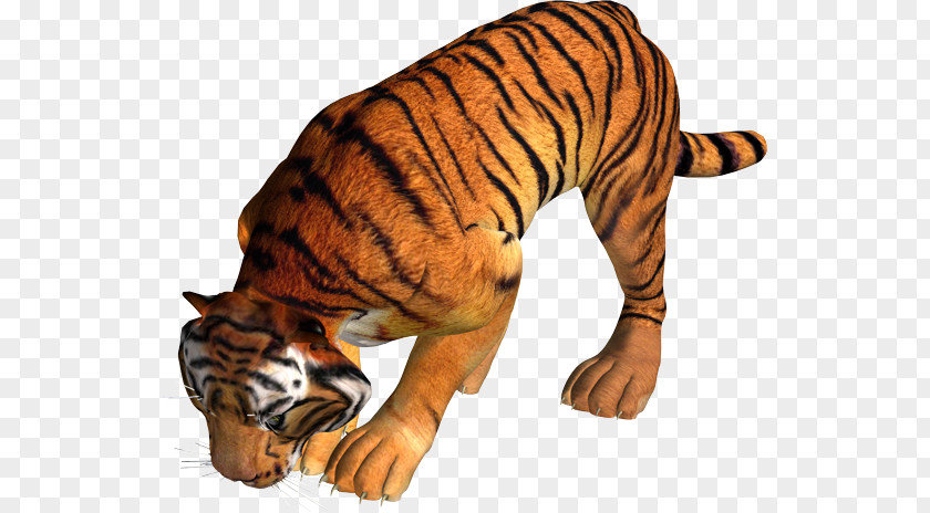 Tiger Lion Leopard PNG
