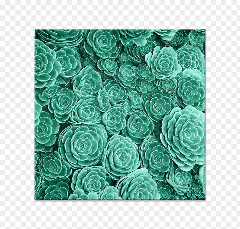 Cactus Desktop Wallpaper Garden Roses Screensaver Succulent Plant PNG