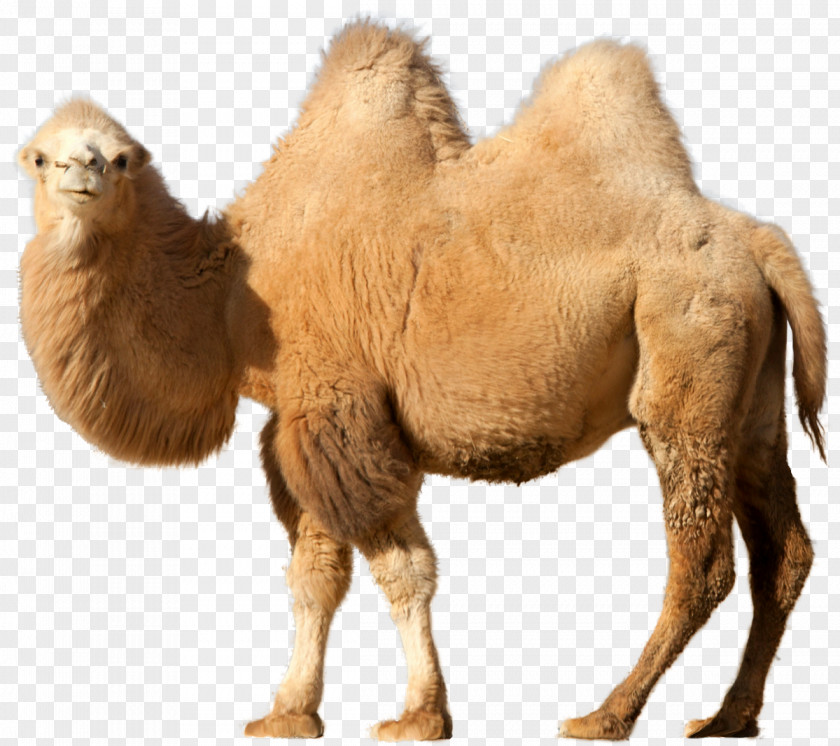 Camels Bactrian Camel Dromedary Clip Art PNG
