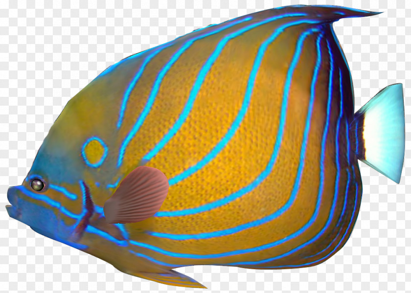 Exotic Fish Cliparts Angelfish Carassius Auratus Red Lionfish Tropical Clip Art PNG