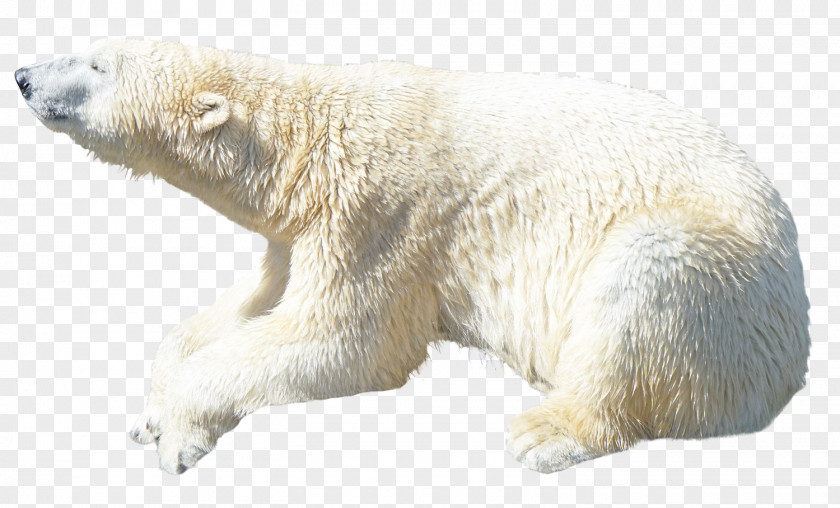 Polar Bear Transparency American Black PNG