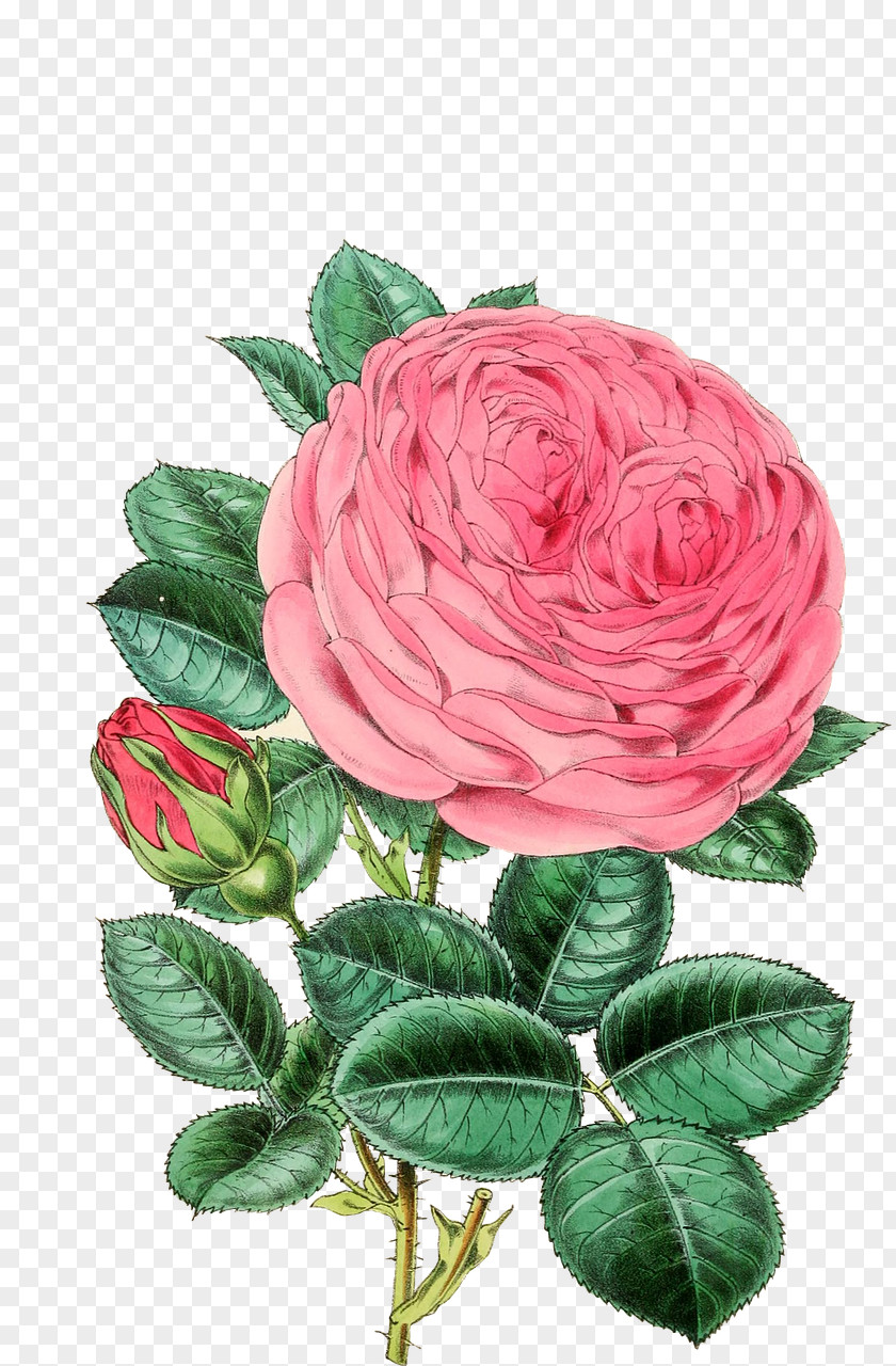 Rose Illustration Image Flower Clip Art PNG