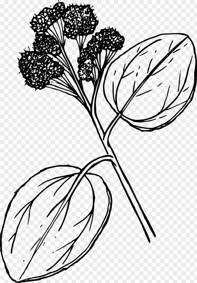Wildflower Floral Design Clip Art PNG