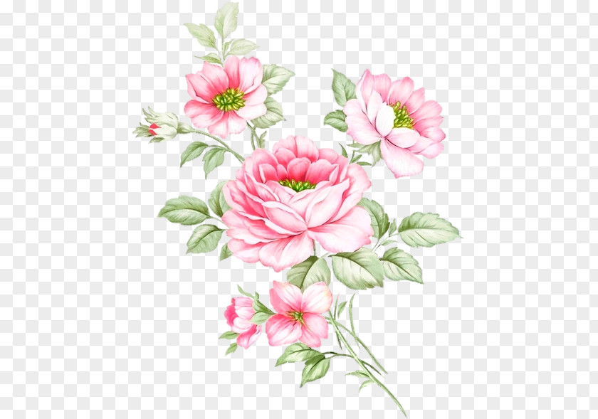 Design Garden Roses Floral Advertising Cut Flowers PNG
