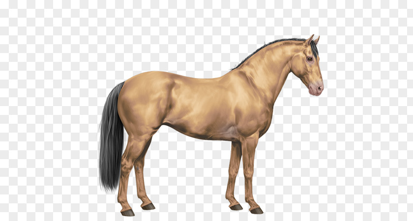 Painted Horse Mustang Mane Stallion Foal Sabino PNG