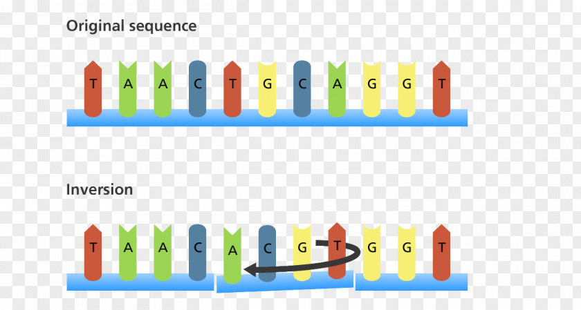Point Mutation Biology DNA Genetics PNG