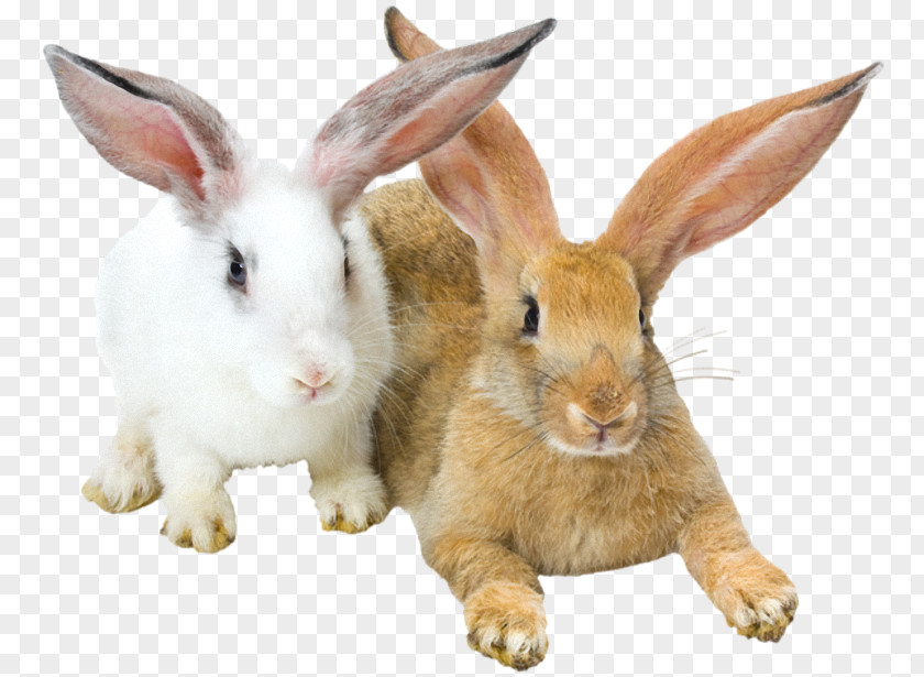 Rabbit Domestic Animal Clip Art PNG