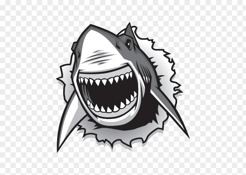 Shark Great White Drawing Vector Graphics Clip Art PNG