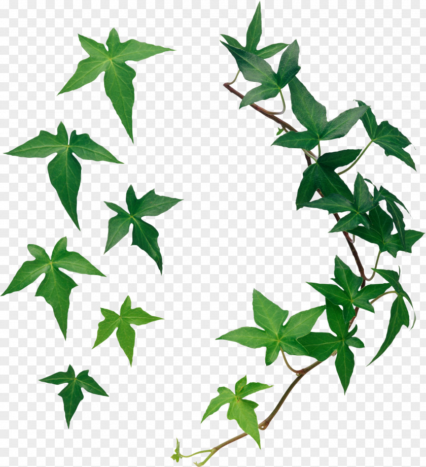 Vines Leaf PNG