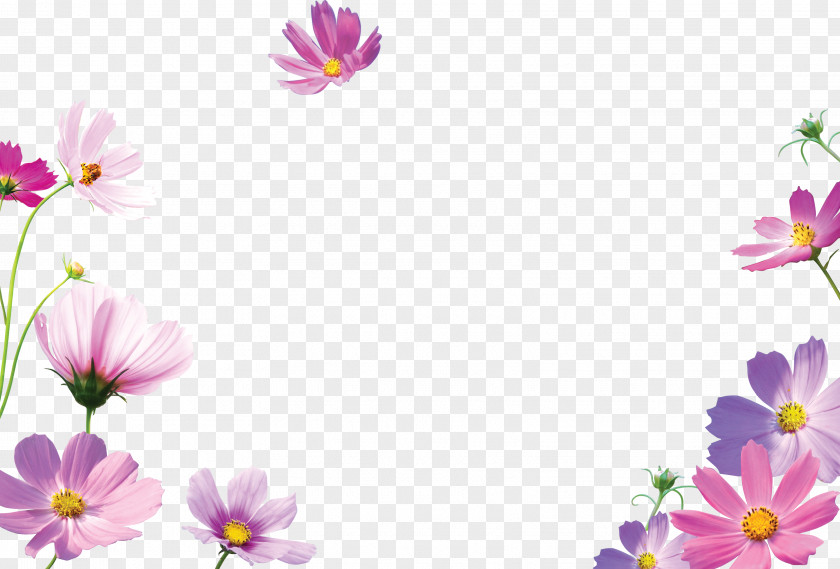 Flower Picture Frames Desktop Wallpaper PNG
