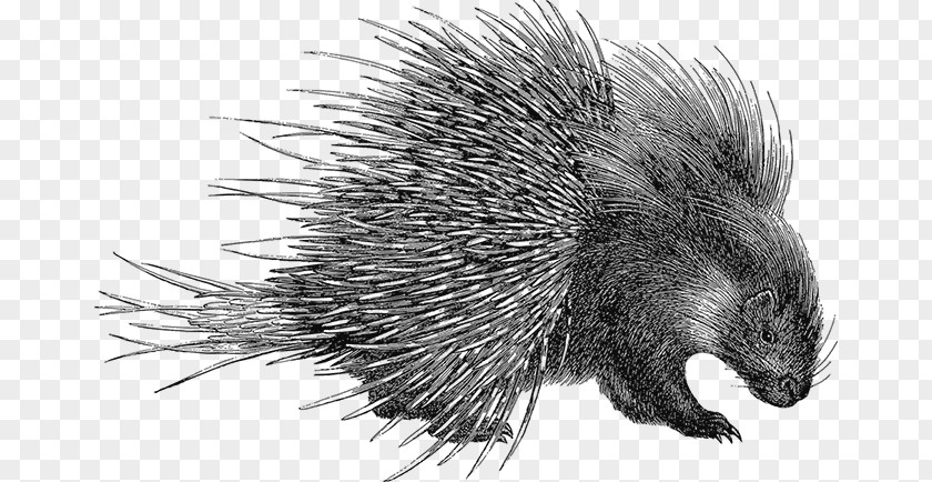 Hedgehog Porcupine Domesticated Beaver PNG