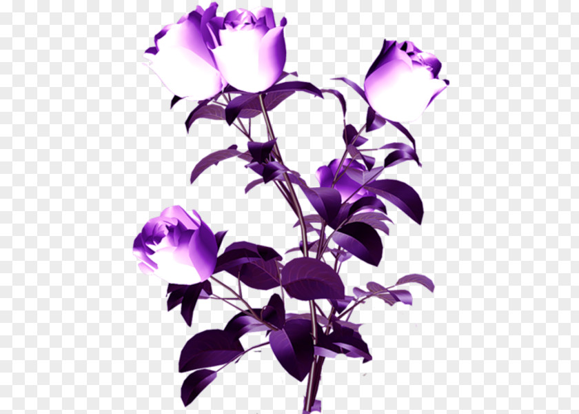 Purple Spotlights Cut Flowers Petal Plant Stem PNG