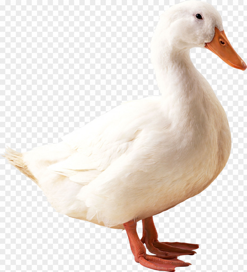 White Duck Image American Pekin Mallard PNG