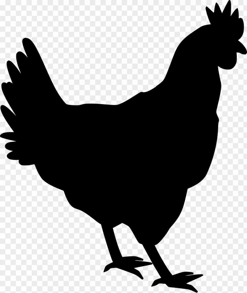 Wing Blackandwhite Rooster Chicken Bird Beak Comb PNG