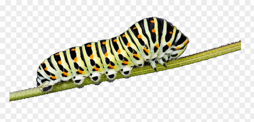 Butterfly Insect Caterpillar Larva Old World Swallowtail PNG