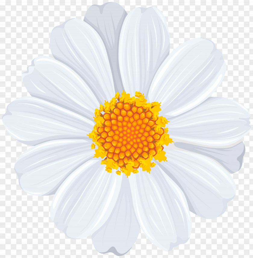Daisy Roman Chamomile Flower Oxeye Family Chrysanthemum PNG