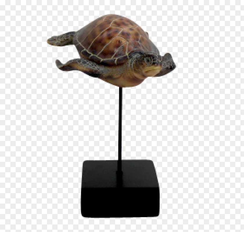 European Decorative Box Turtle Sea Tortoise PNG