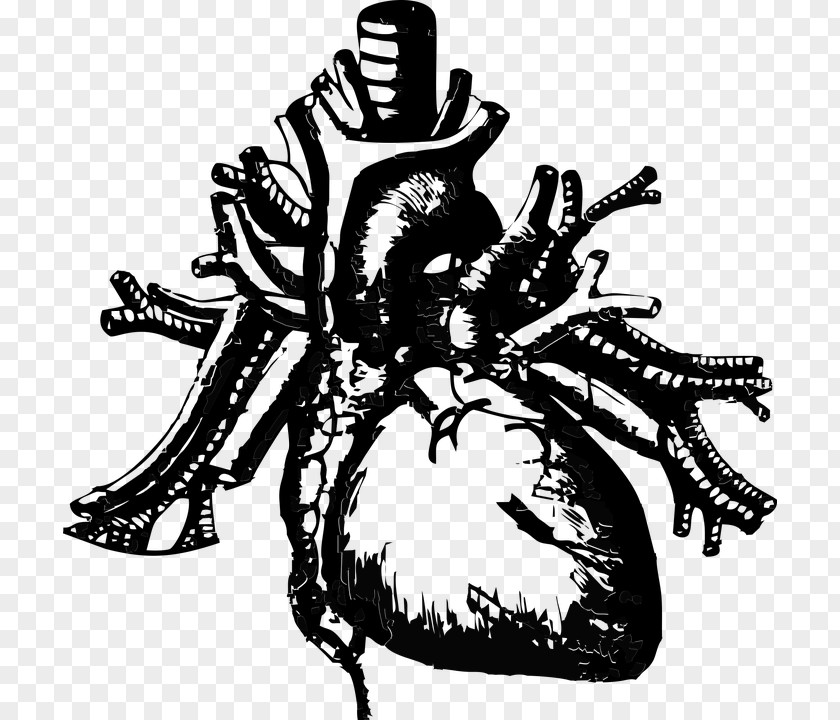 Heart Human Body Health Hunkpapa Image PNG