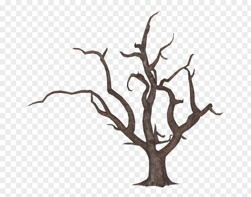 Oak Tree Woody Plant Branch Quercus Nigra PNG