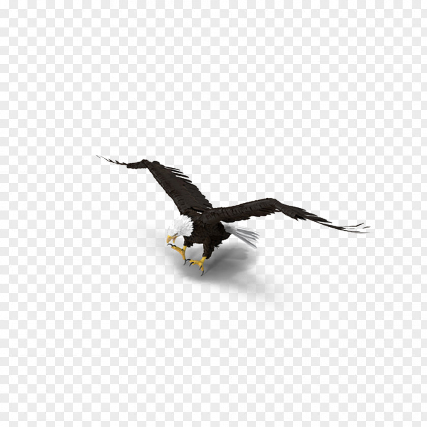 Bald Eagle Gliding Bird PNG