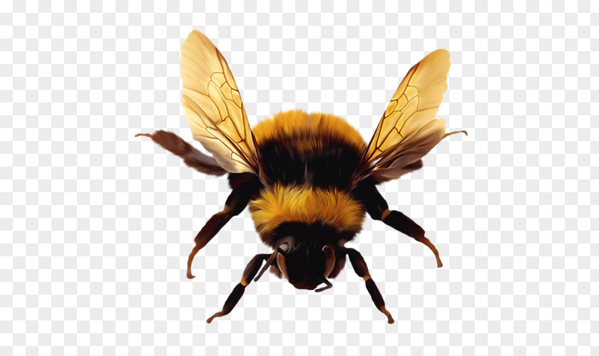 Bee Insect Image Illustration PNG