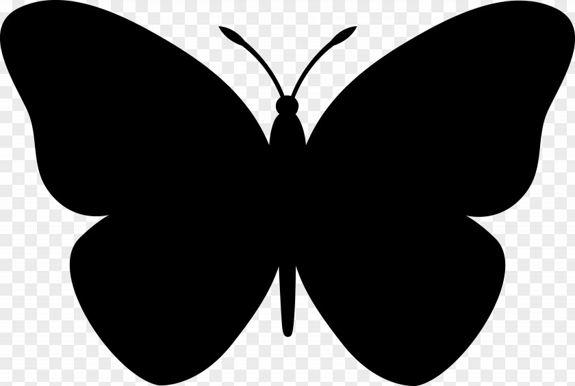 Butterfly Drawing Clip Art PNG