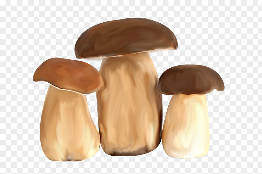 Fried Mushroom Pleurotus Eryngii Fungus Yandex Search Photography PNG