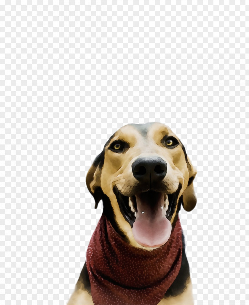Treeing Walker Coonhound Snout Hound Black And Tan PNG