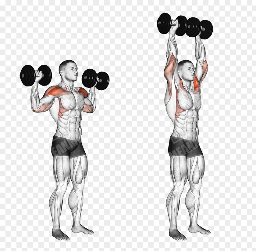 Dumbbell Biceps Curl Exercise Brachialis Muscle Triceps Brachii PNG