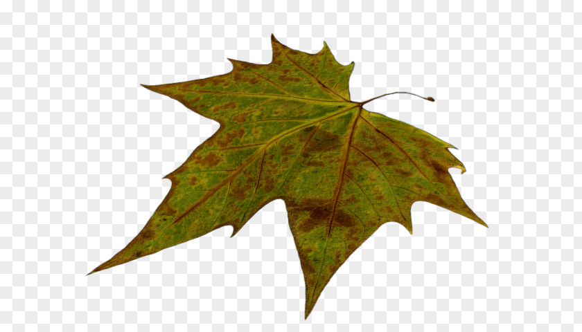 Leaves Animation Maple Leaf Plane Trees PNG