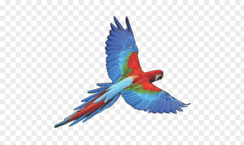 Parrot Bird Budgerigar PNG