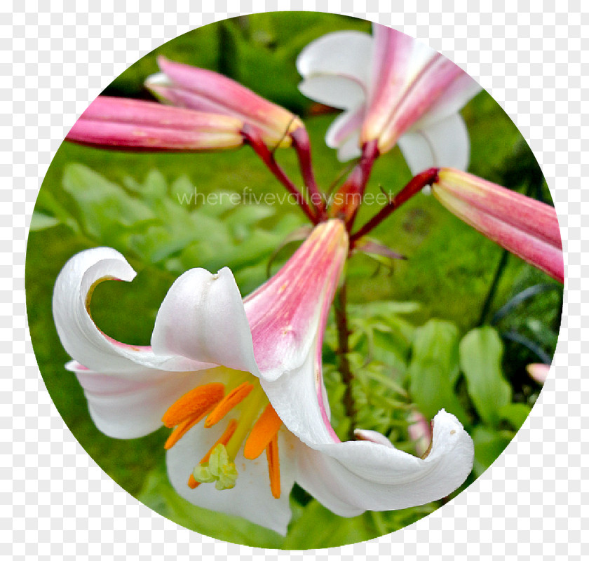 Rosemary Plant Wildflower Lily M PNG