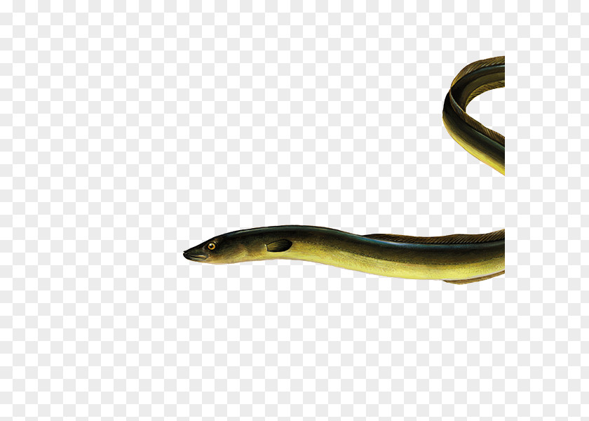 Serpent Sand Eel Snake Cartoon PNG