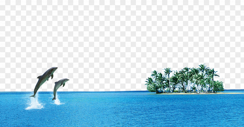 Coco Ocean Dolphin Oceanic Sea Computer File PNG