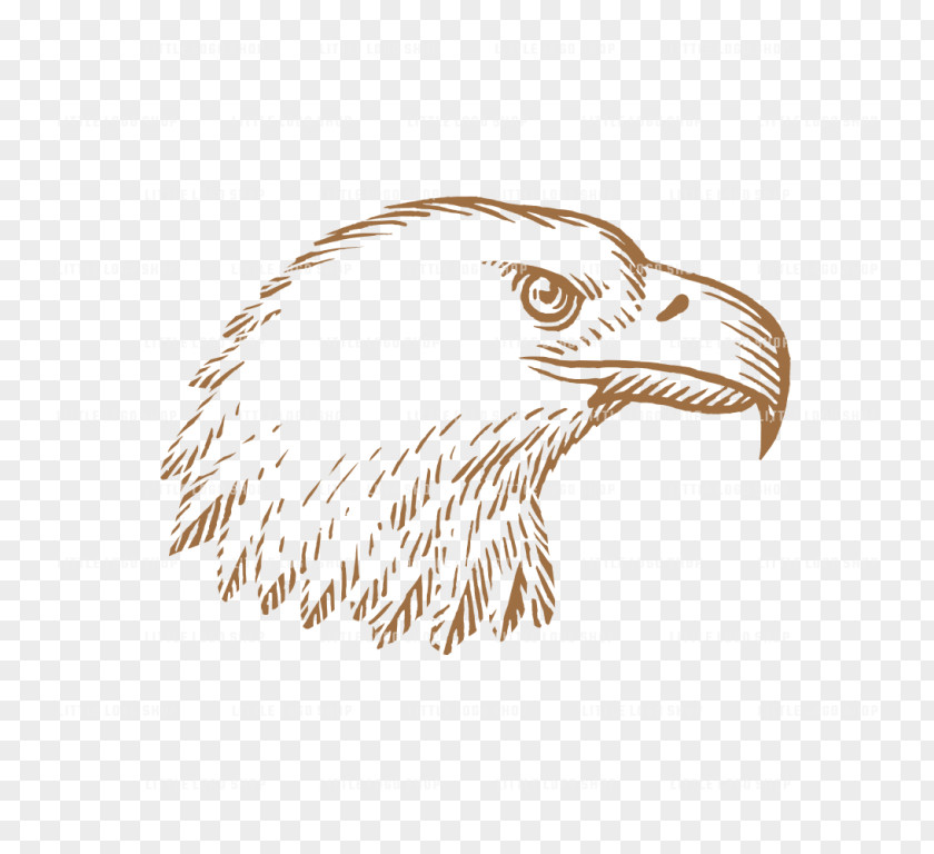 Eagle Bald Drawing Beak /m/02csf PNG