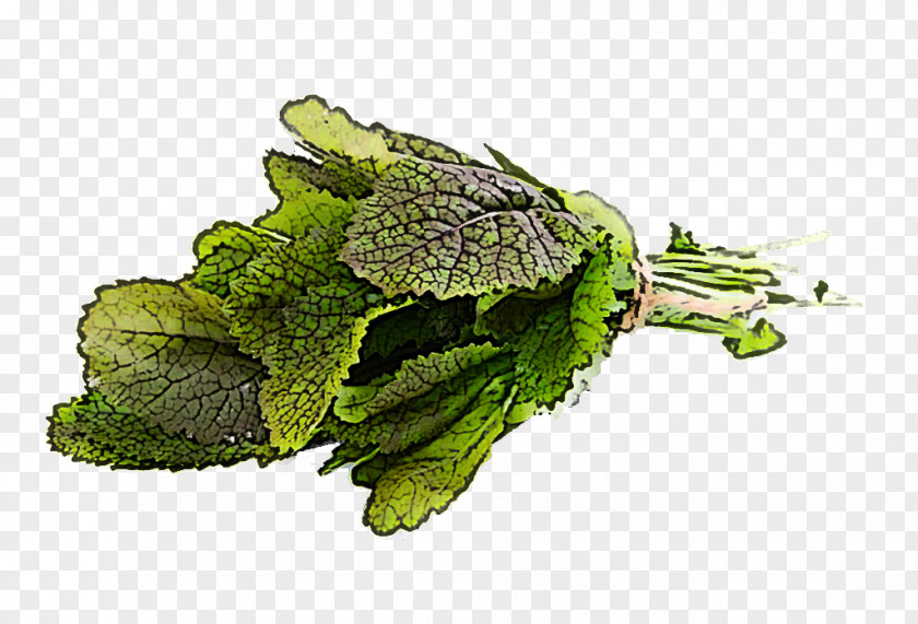 Food Herb Plant Vegetable Leaf Flower PNG