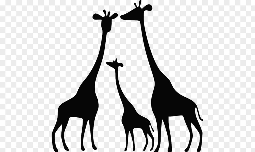 Giraffe Giraffidae Wildlife Black-and-white Adaptation PNG
