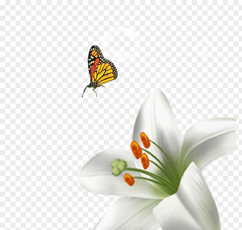 Lily Download Flower Computer File PNG