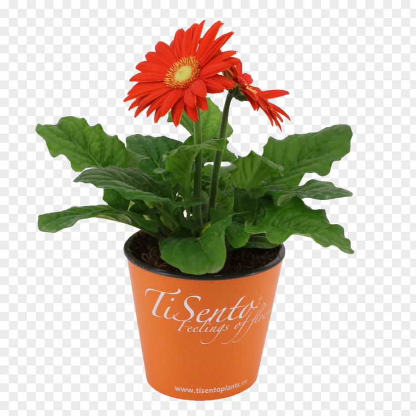 Transvaal Daisy Flowerpot Cut Flowers Houseplant PNG