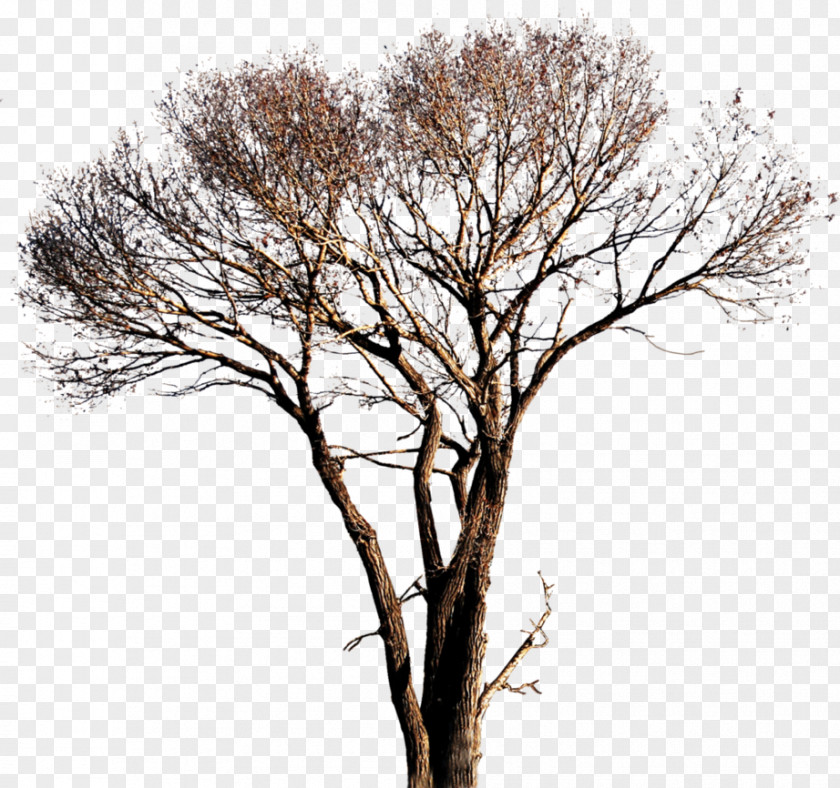 Tree Vector Populus Alba PNG