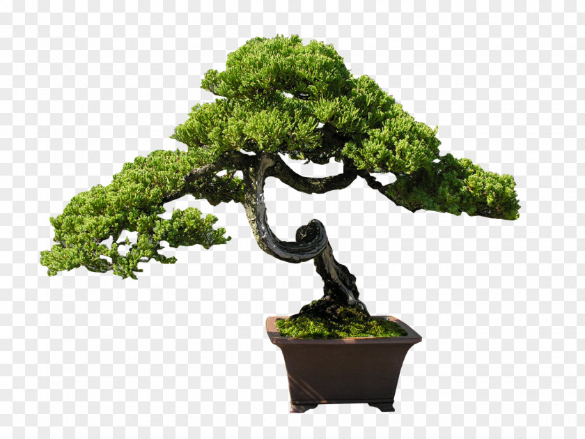 Bonsai Indoor Tree Clip Art PNG