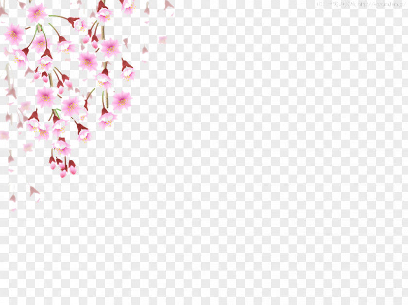Cherry Blossoms Fall Picture Material Blossom Flower PNG