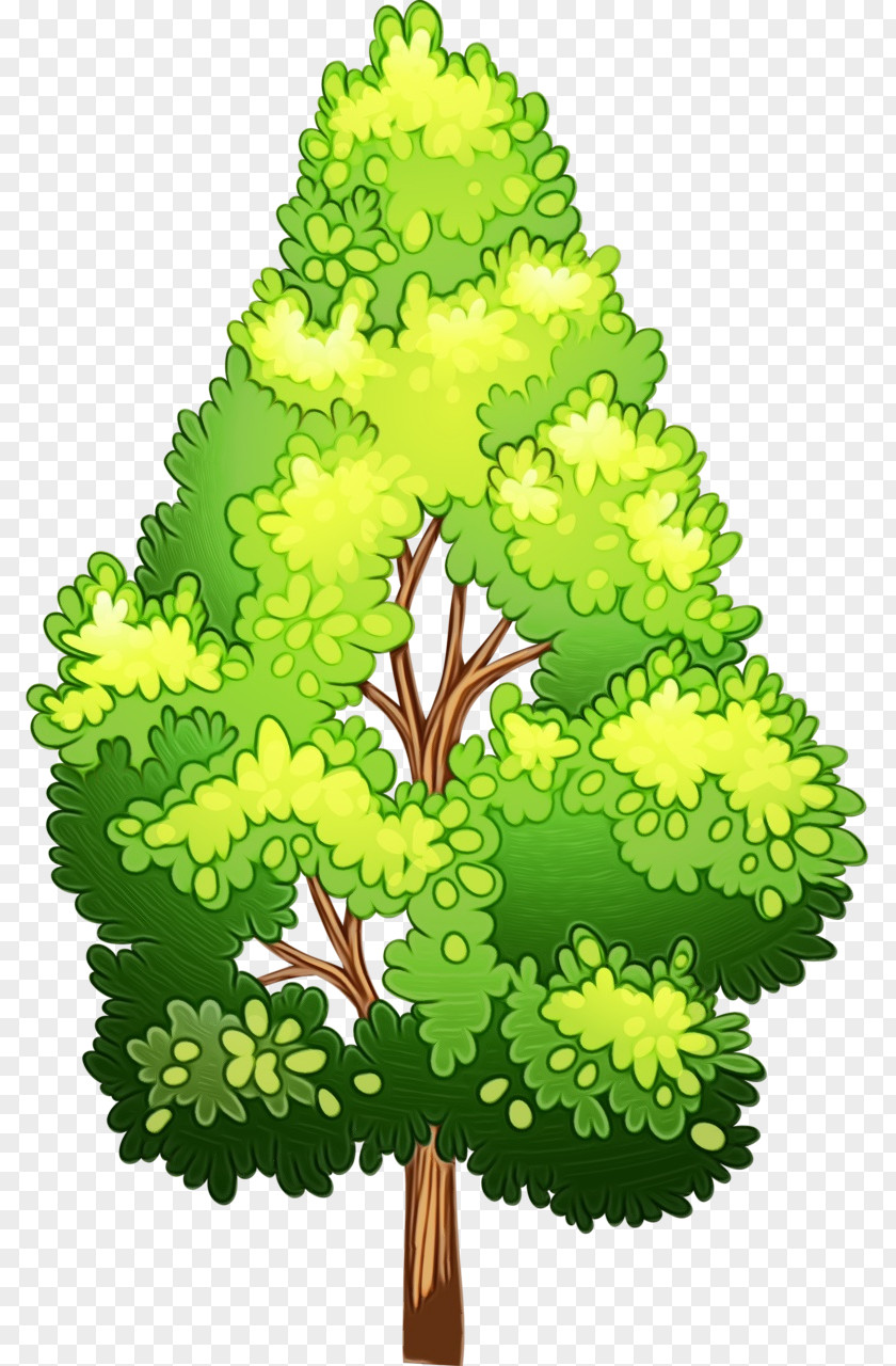 Evergreen Pine Leaf PNG