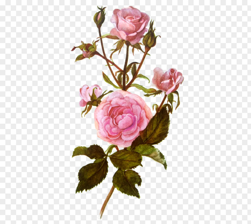 Garden Roses PNG