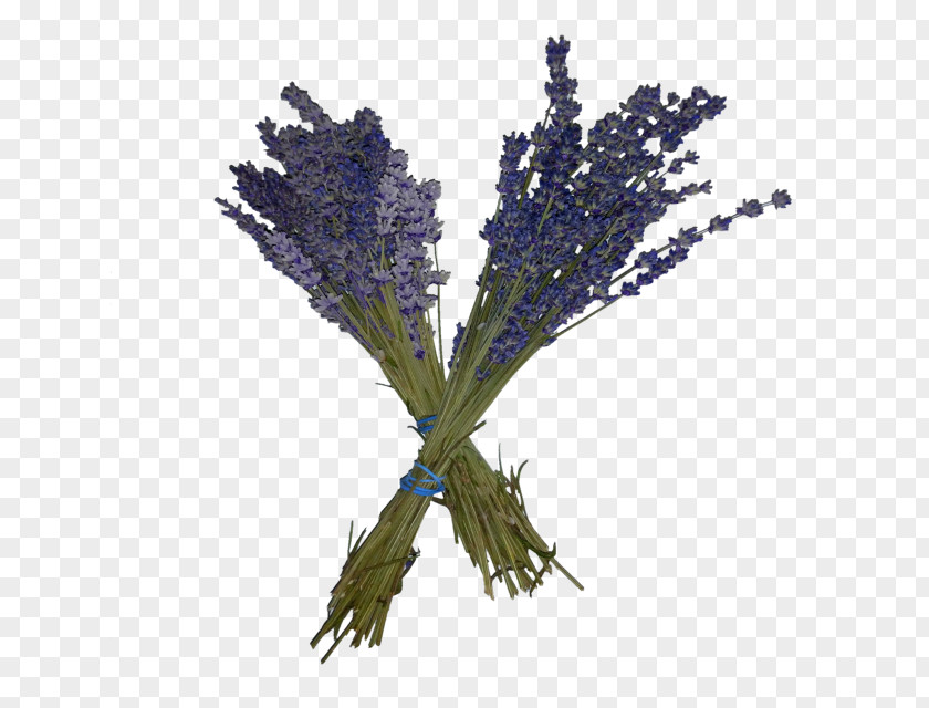 Incense Stick English Lavender French Twig Plant Stem PNG