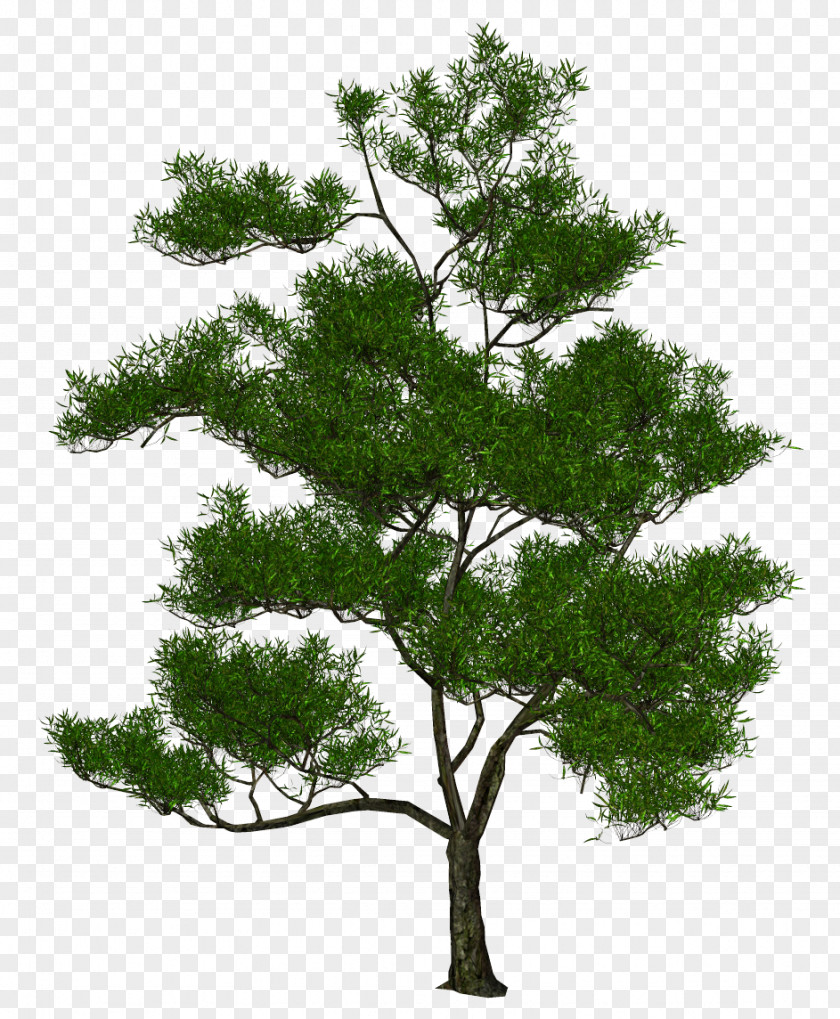 Tree Plan Stock Photography 3D Computer Graphics Illustration Clip Art PNG