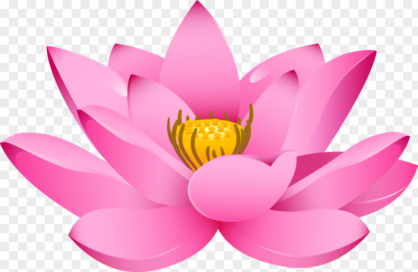 Vector Painted Pink Lotus Nelumbo Nucifera Drawing Padma PNG