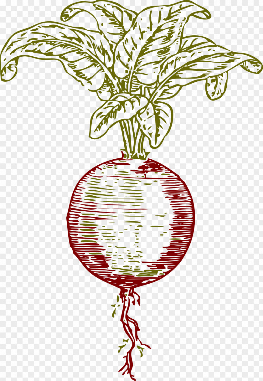 Juice Pomegranate Beetroot Sugar Beet Vegetable PNG