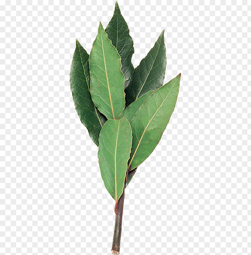 Leaf Bay Laurel Plant Stem Laurus PNG