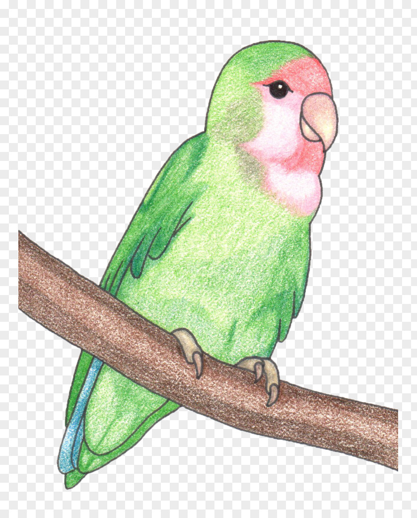 Lovebirds Budgerigar Lovebird Macaw Parakeet Beak PNG